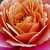 Rózsaszín - narancssárga - Virágágyi grandiflora - floribunda rózsa - Distant Drums
